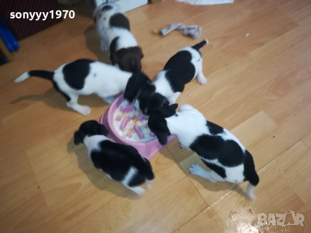 КУТРЕТА ДЖАК РЪСЕЛ 2009250434, снимка 4 - Джак ръсел териер - 51774625