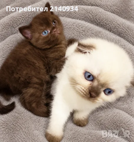 Шотландска клепоуха котка Blue Point. Scottish fold, снимка 6 - Британска късокосместа - 56106844