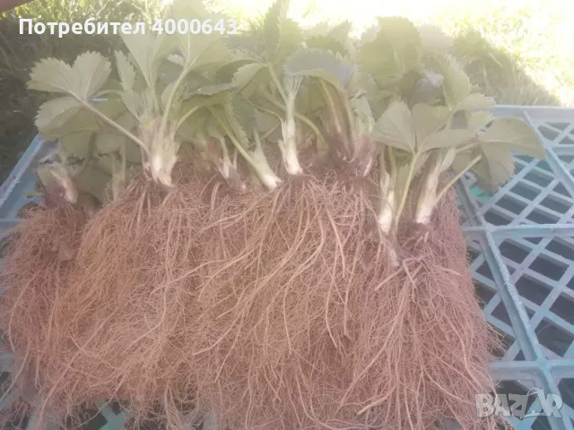 Целогодишен разсад ягоди и малини от производител , снимка 10 - Разсади - 49485311