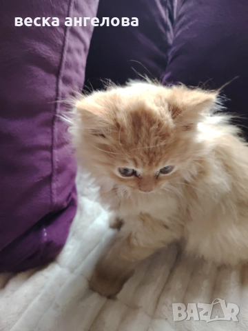 Очарователно персийско котенце , снимка 1