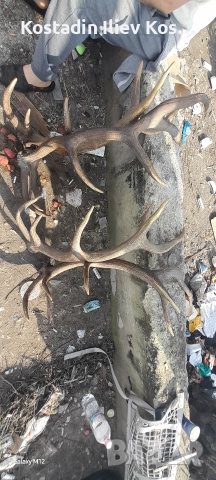 рога от благороден елен 