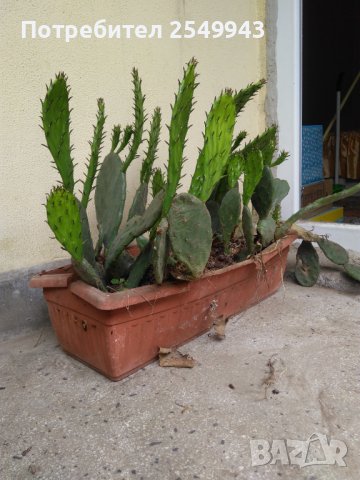 Саксии с незамръзващ кактус  , снимка 3 - Стайни растения - 41240742