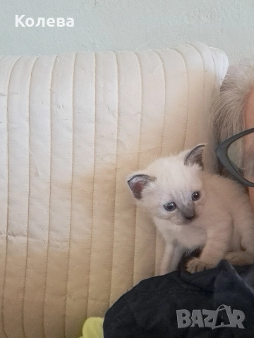 сиамски котета , снимка 2 - Сиамска - 53395536