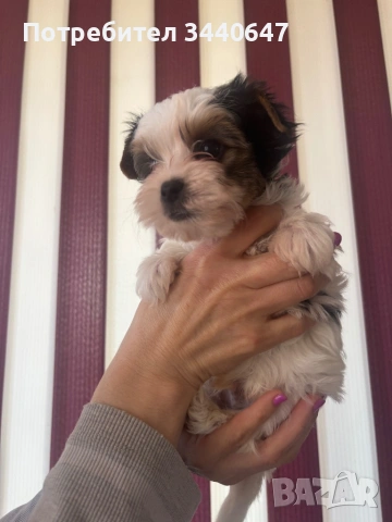 Женско и мъжко Бивър борки, снимка 11 - Йоркширски териер - 53825786