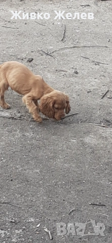 Кокерче, снимка 2 - Кокер шпаньол - 53859936