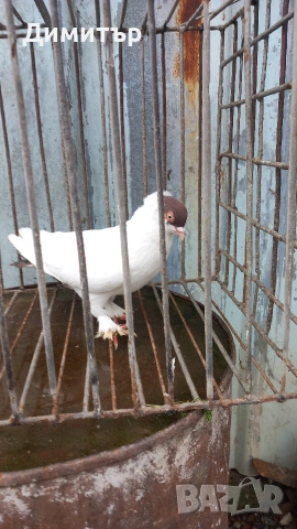Продавам гълъбите от снимките , снимка 8 - Гълъби - 53144161