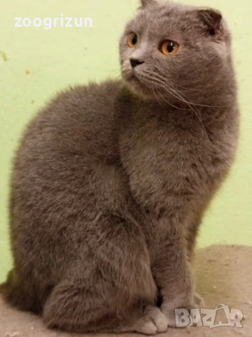 шотландски момичета, снимка 2 - Британска късокосместа - 50767102