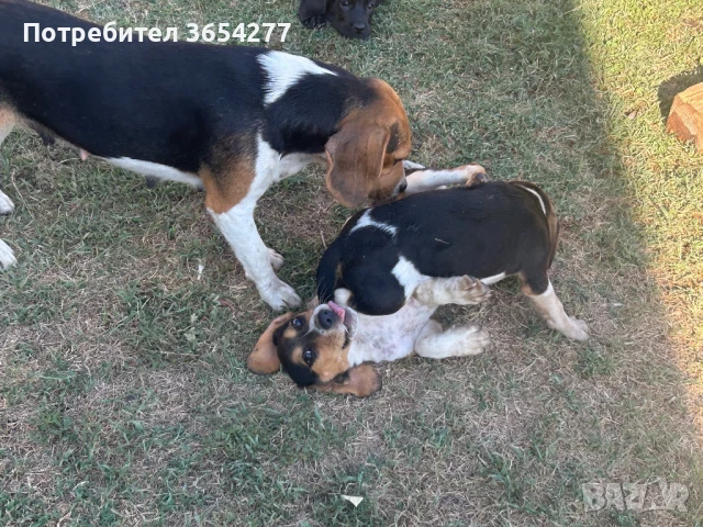 Малки сладури!, снимка 2 - Бигъл - 48236928