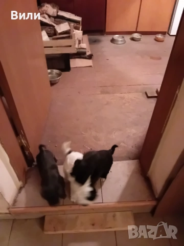 Кученца, снимка 5 - Болонка - 53436263