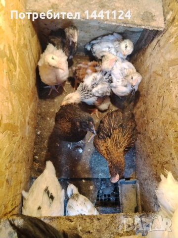 петлета на месец и половина , снимка 2 - Кокошки и пуйки - 53617715