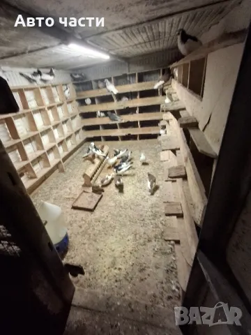 пазарджишки гълаби , снимка 18 - Гълъби - 48938177