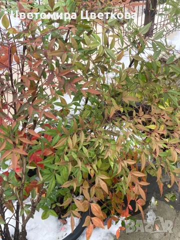 Продава се Нандина Доместика-голяма(70-80см)!!!70лв., снимка 1