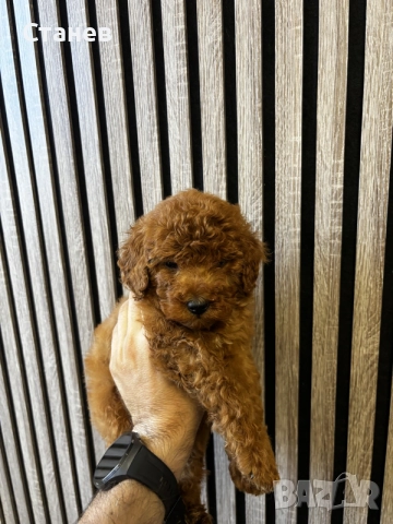 Мини Пудел Момчета / Mini Poodle Boys, снимка 4 - Померан - 55655687