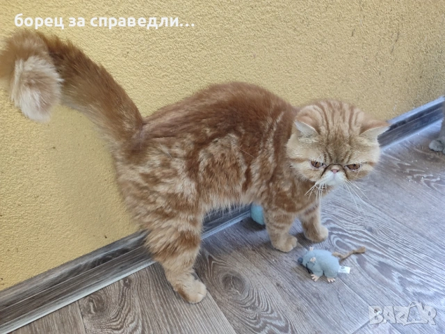 Женски екзотични котки на 6 месеца и на 2,5 години., снимка 12 - Персийска - 53404088