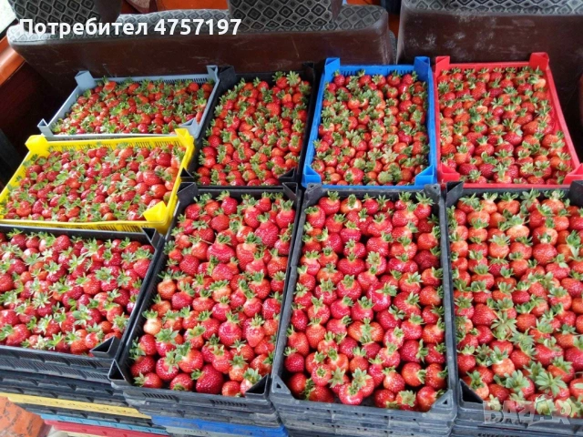 разсад ягоди и малини, снимка 6 - Разсади - 53757831