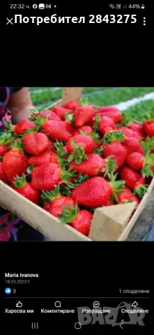 Продавам разсад ягоди , снимка 10 - Сортови семена и луковици - 49800193