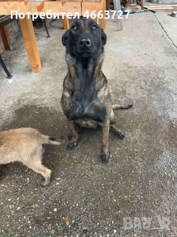 Продавам Белгийски овчарки, снимка 5 - Белгийска овчарка - 52579124