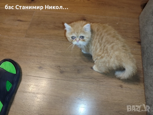 Женски екзотични персийски котки на 4,5 години 2,5 години и на 4 месеца., снимка 14 - Персийска - 51485263