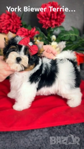 Йорк! Сладки момче и момиче с родословие за семейство с деца! Доставка , снимка 2 - Йоркширски териер - 53648684