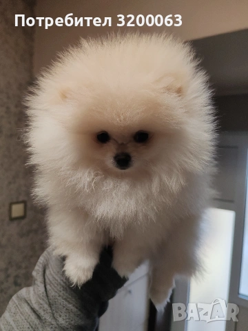 Померан мини женско 