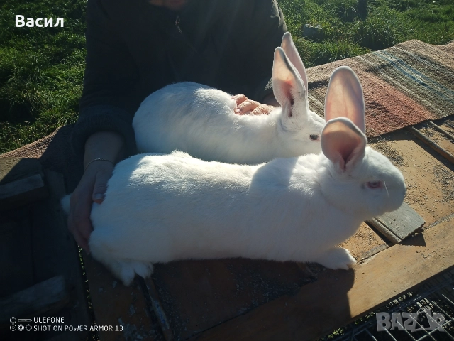 Зайци домашни , снимка 11 - Други животни - 51395663