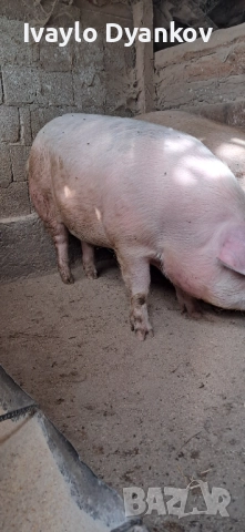 Шопар за коледа, снимка 2 - Прасета - 52354065