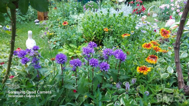 Продавам Кампанула Гломерата , снимка 5 - Разсади - 41336193