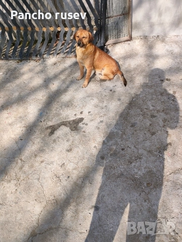 подарявам 2 женски кучета и един мъжки