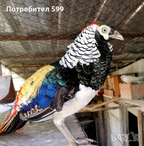 продавам фазани на различна възраст, снимка 2 - други­ - 56191640