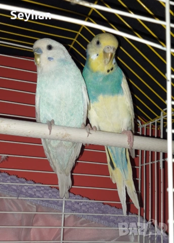  Чифт папагали с кледка