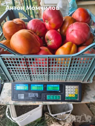 Продавам вкусни домати