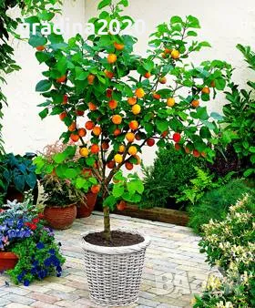 Мини Дръвчета, снимка 6 - Разсади - 49334597