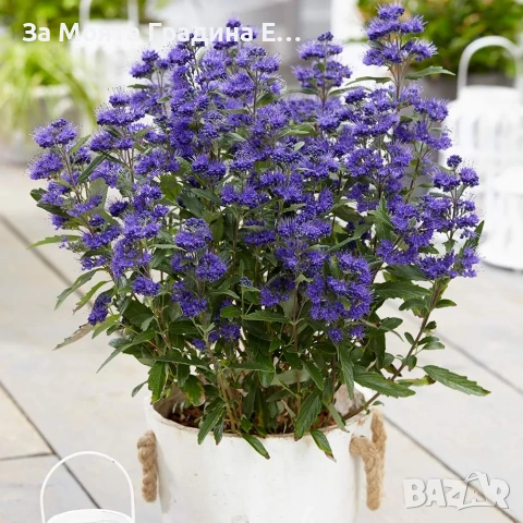 Кариоптерис , снимка 4 - Градински цветя и растения - 53635848