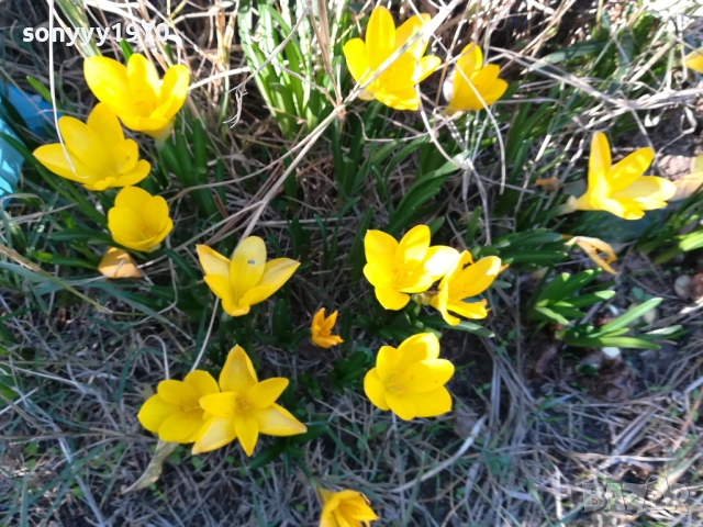 ГРЪМ ОТ ГРАДИНСКИ ЦВЕТЯ ЗА ЦЯЛА ЛЕХА 25ЛВ 1910251933, снимка 8 - Градински цветя и растения - 52109825
