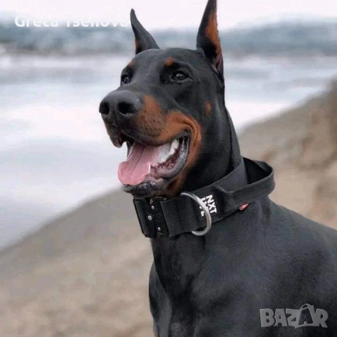 Чистокръвни доберманчета, снимка 10 - Доберман - 52678560