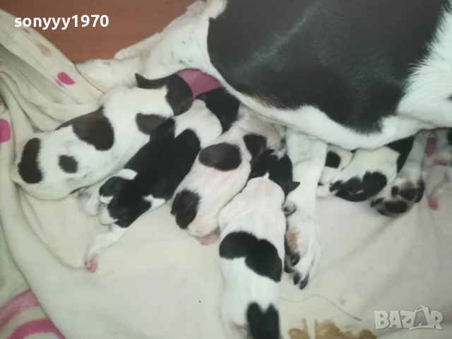 ДЖАК РЪСЕЛ БЕБЕТА-РОДЕНИ ДНЕС 11.08.25г 1108251838, снимка 6 - Джак ръсел териер - 51331559