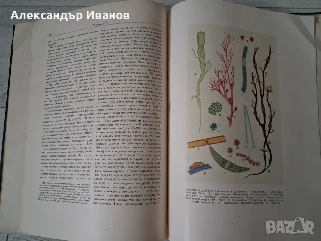Стара книга К.Тимирязев "Жизнь растения" 1949 г. , снимка 6 - Специализирана литература - 55855821