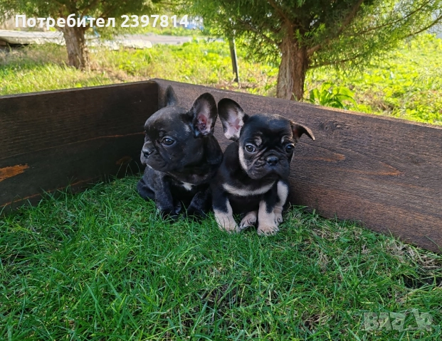 Френски булдог , снимка 5 - Френски булдог - 52372599