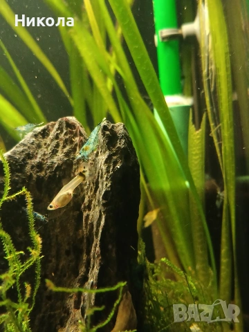 Декоративни скаридки Блу рили карбон и малки Анциструсчета!, снимка 8 - Рибки - 53771236