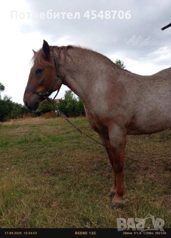 Продавам кобила