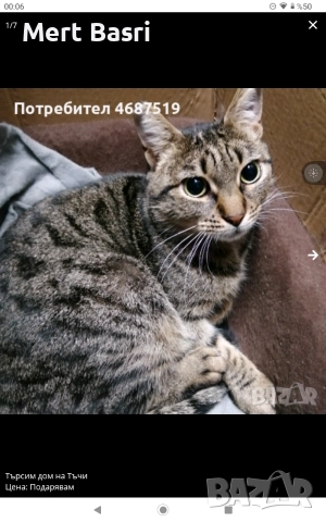 Търсим дом на Тъчи