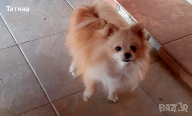 Мъжки и женски померан, снимка 7 - Померан - 52966945