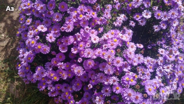 Цветя Астра алпийска – за ранно пролетно засаждане в градината, снимка 12 - Разсади - 41046622
