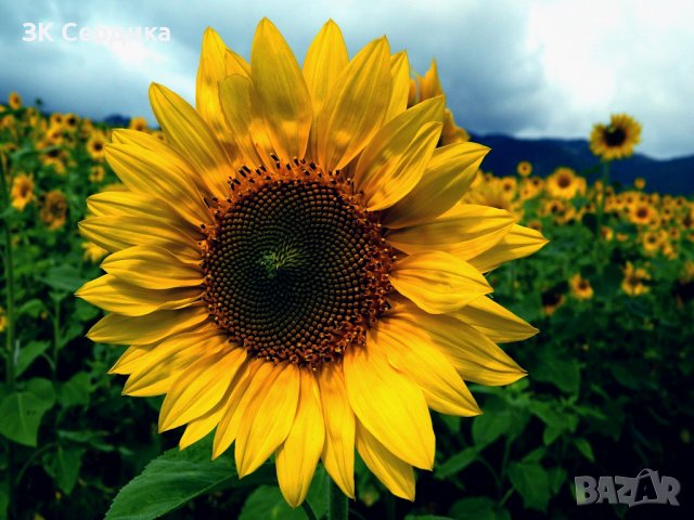 Купувам ЗЕМЕДЕЛСКА ЗЕМЯ всички землища в Община Горна Малина