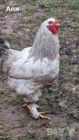 Едър петел в  София, излюпен Юли 2025, снимка 3 - Кокошки и пуйки - 52642388