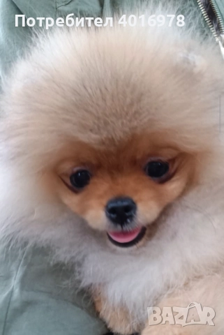 Померан Момиче с Родословие FCI, снимка 5 - Померан - 52822184