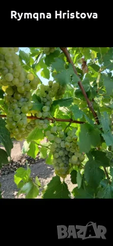 Продавам грозде Мускат 
