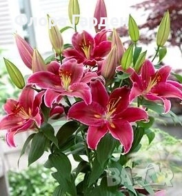 ЛИЛИУМ - Луковици/ПРЕДВАРИТЕЛНИ ПОРЪЧКИ, снимка 2 - Сортови семена и луковици - 40209682