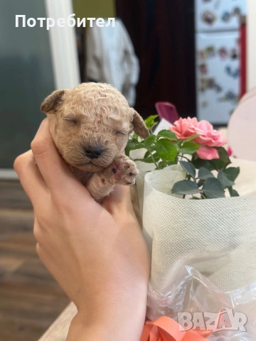 Той пуделчета, снимка 2 - Пудели - 53703169