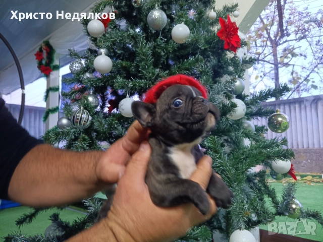 Френски булдог , снимка 12 - Френски булдог - 52641487